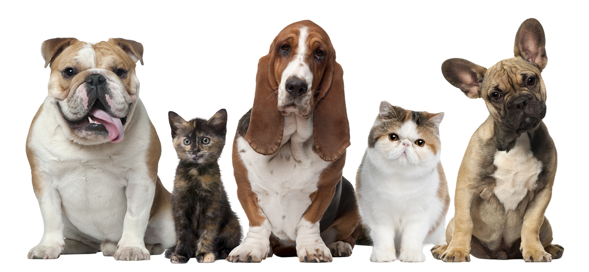 pets